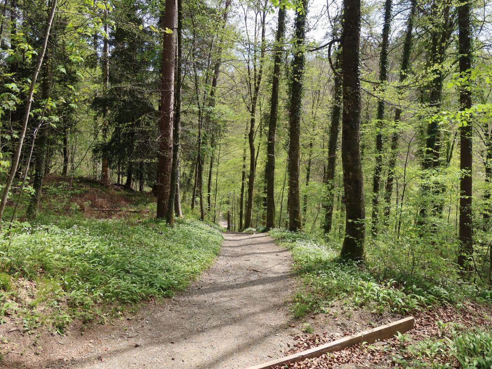 Waldweg