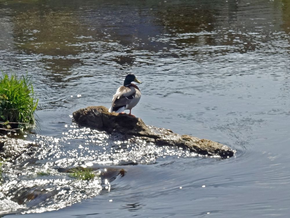 Ente an der Radolfzeller Aach