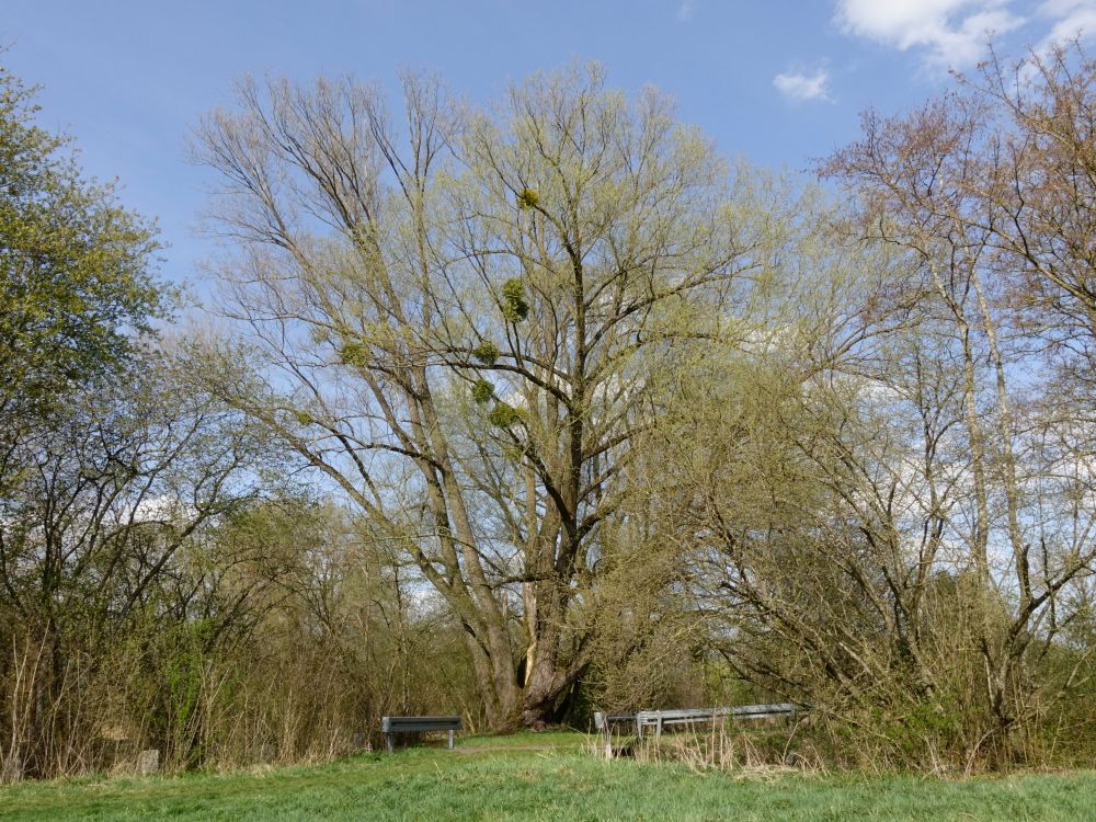 alter Baum