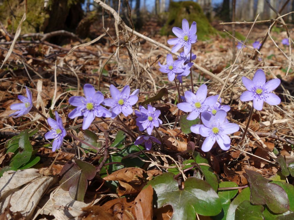 Leberblümchen