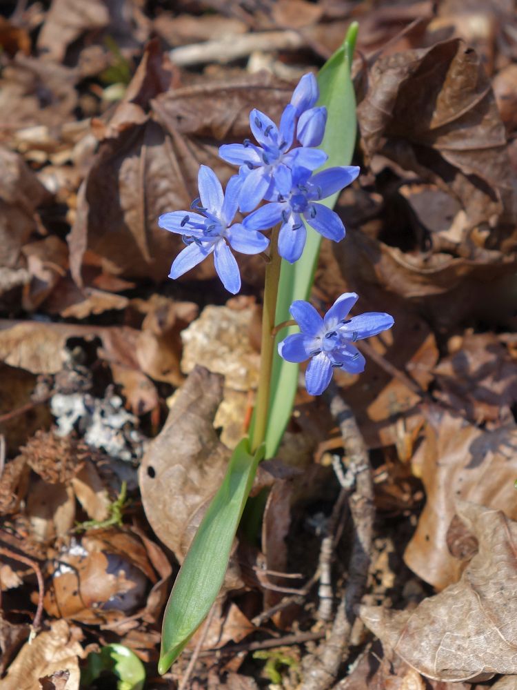 Blaustern