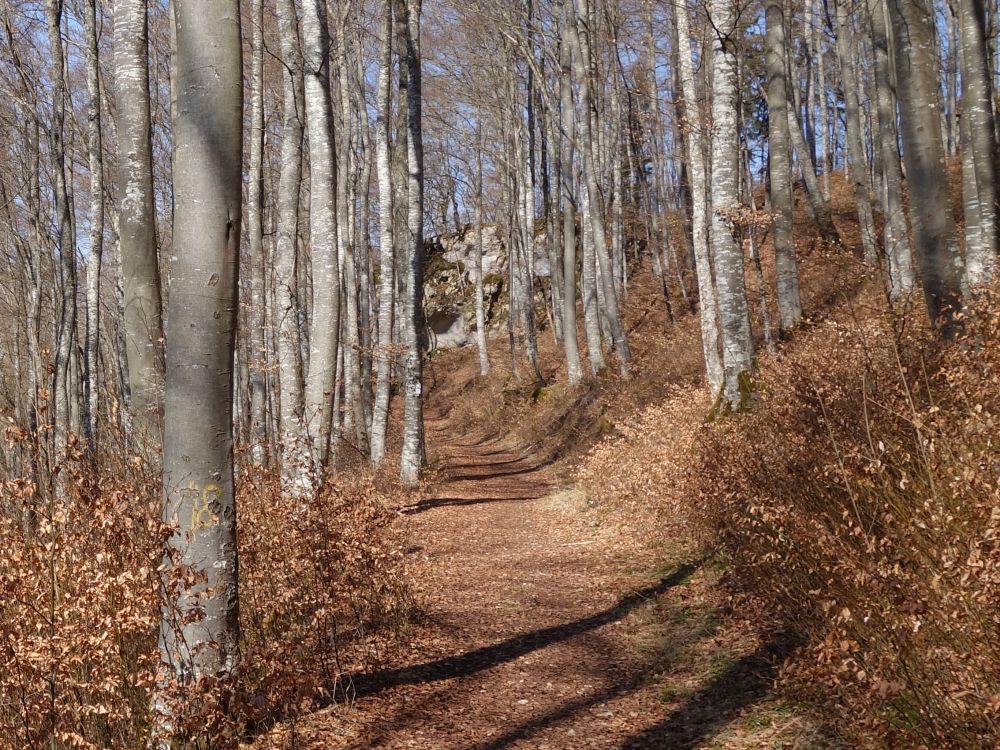 Waldweg bei Schloss Bronnen