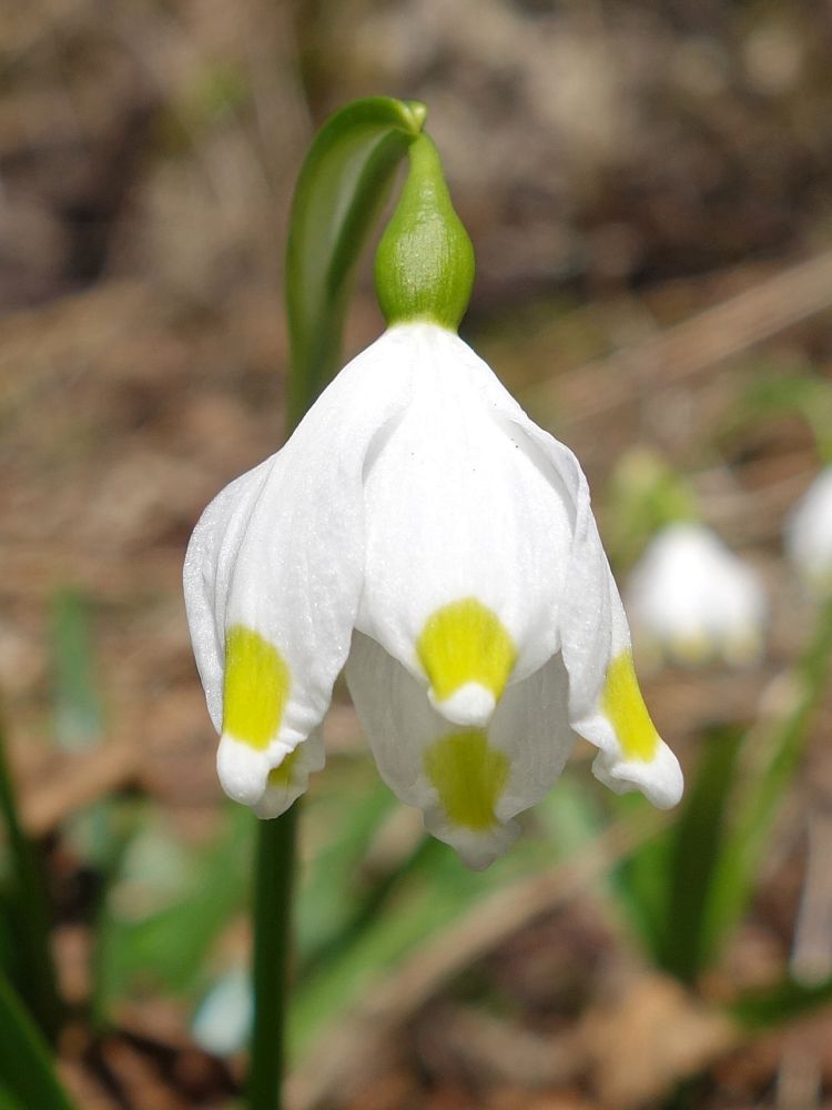 Märzenbecher