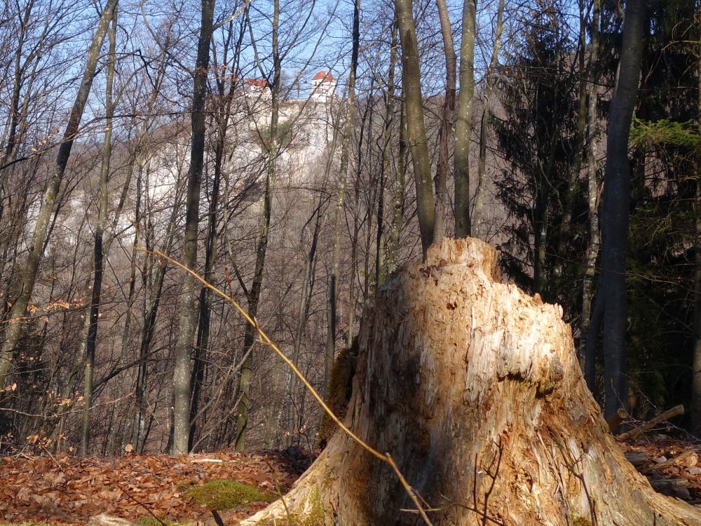 Baumstumpf und Schloss Bronnen