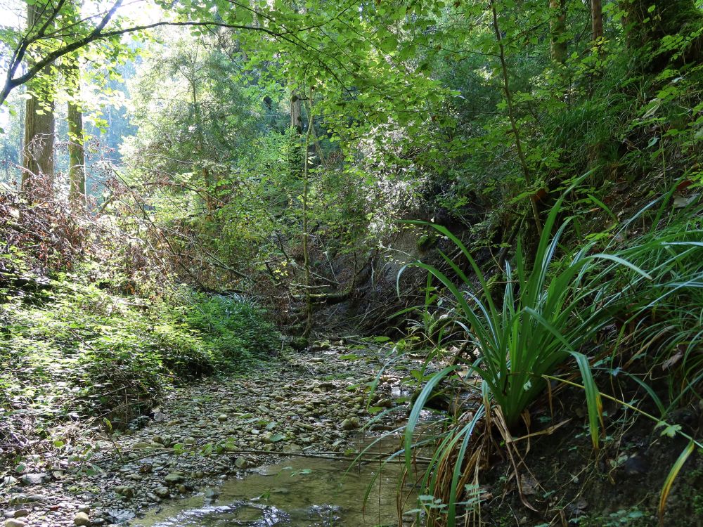 Widenbach im Schlosstobel
