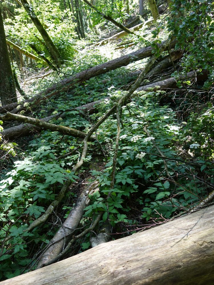 blockierter Wanderweg