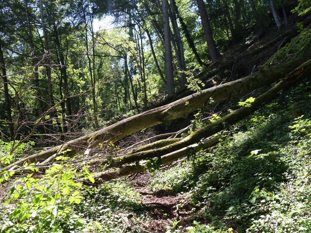 blockierter Wanderweg