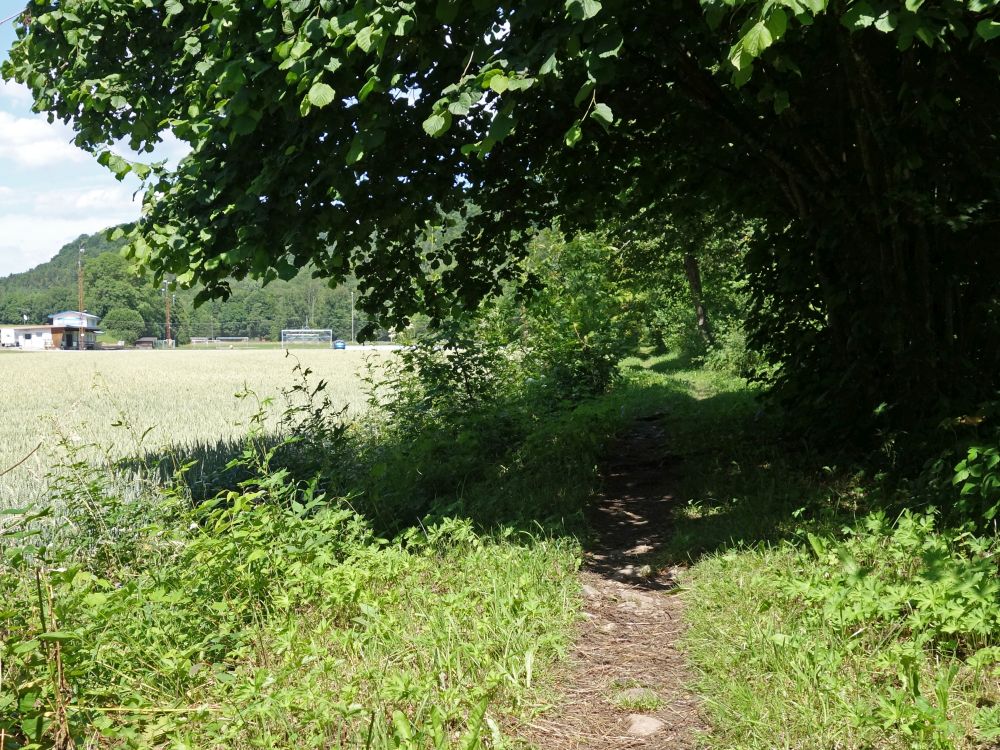 Wanderweg an der Wutach