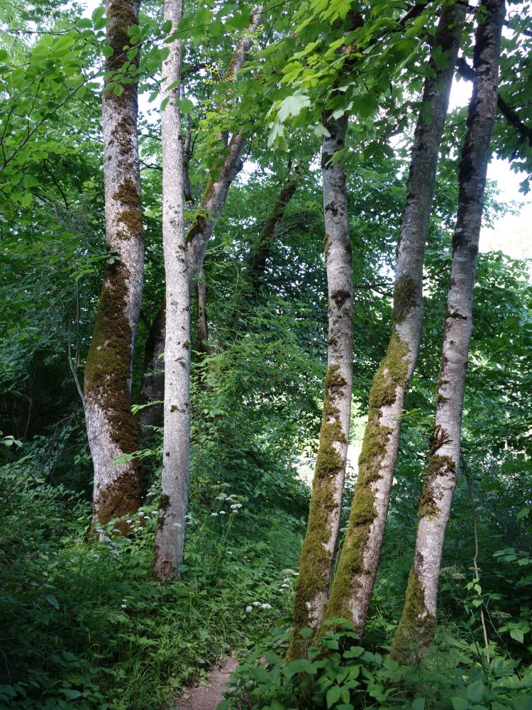 Wanderweg an der Wutach