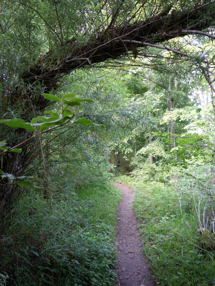 Wanderweg an der Wutach