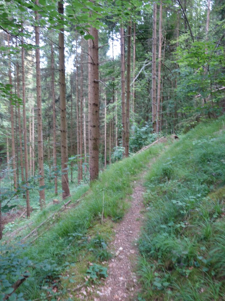 Waldpfad