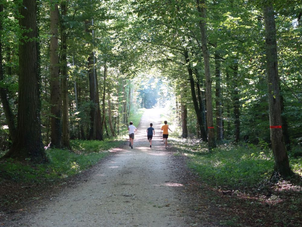 Tgerwiler Wald