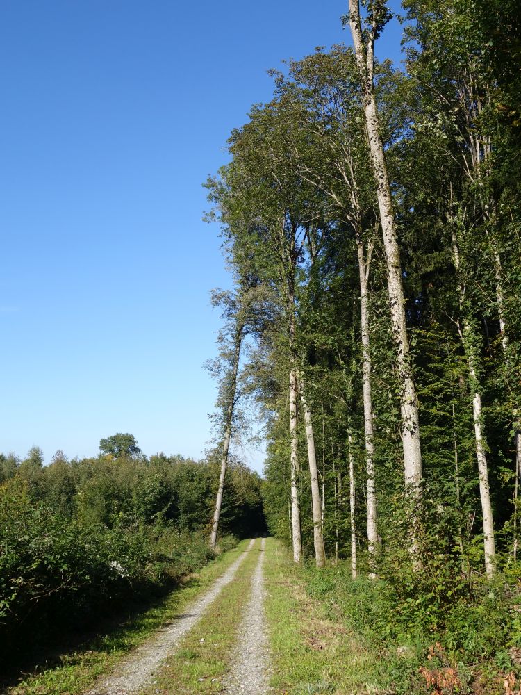 Waldweg