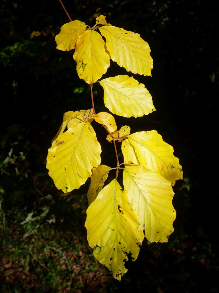 Herbstfarben