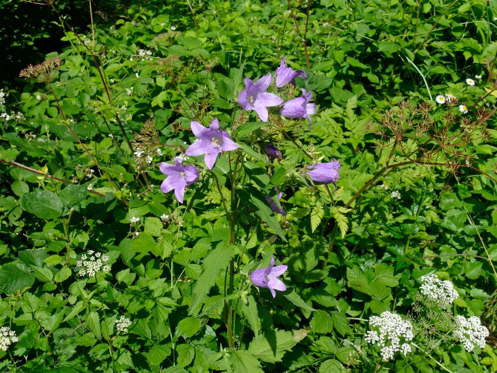 Glockenblumen