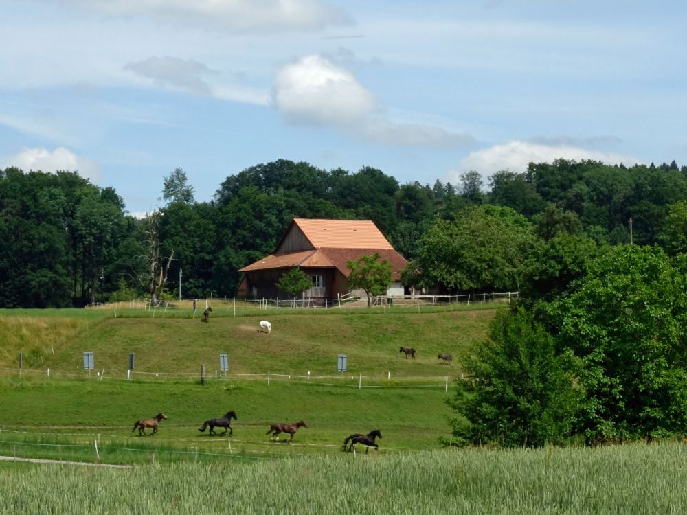 Pferde bei Agasul