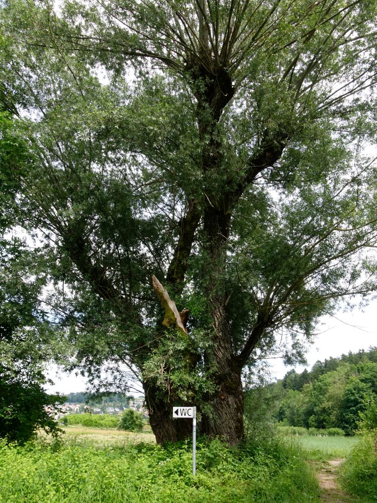 alter Baum und WC-Schild