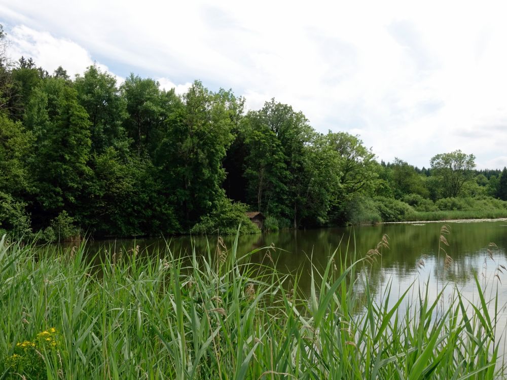 Brauiweiher