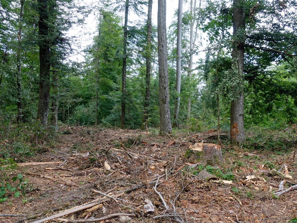 zerstörter Waldweg im Herrlihag