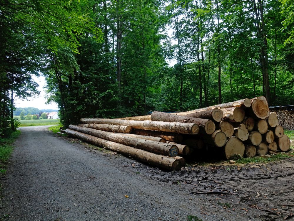 Holz bei Langacher