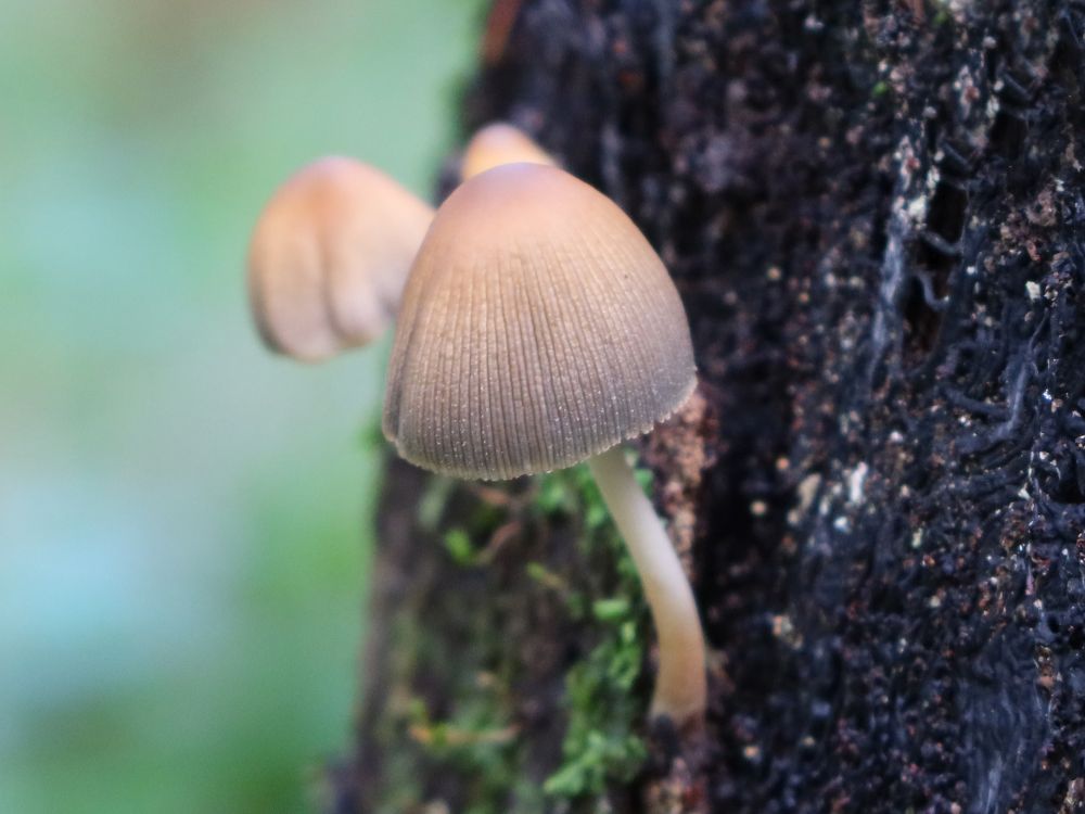 Pilz am Baumstamm