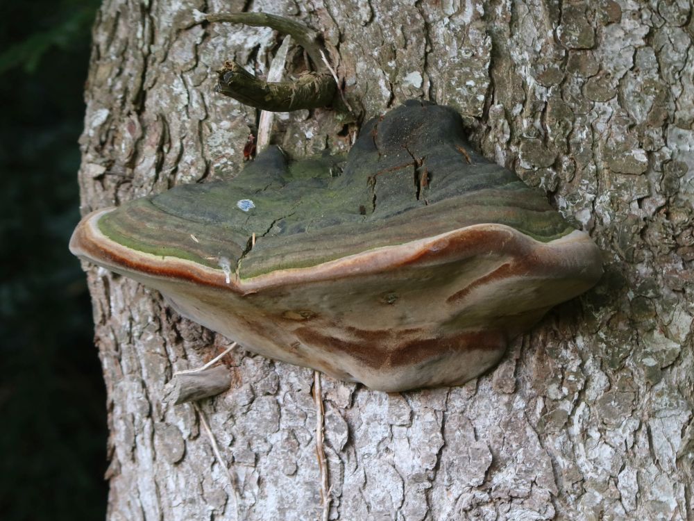 Pilz am Baumstamm