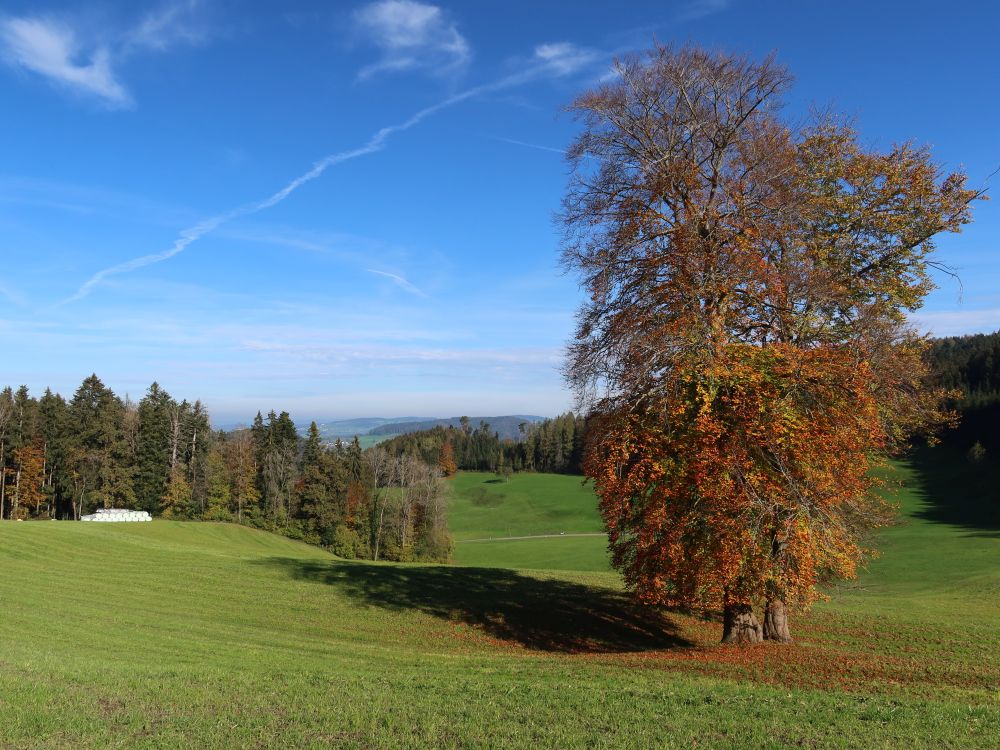 herbstlicher Baum