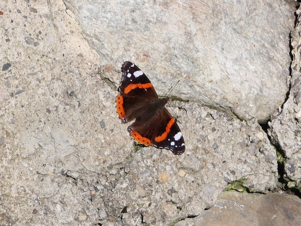 Schmetterling Admiral