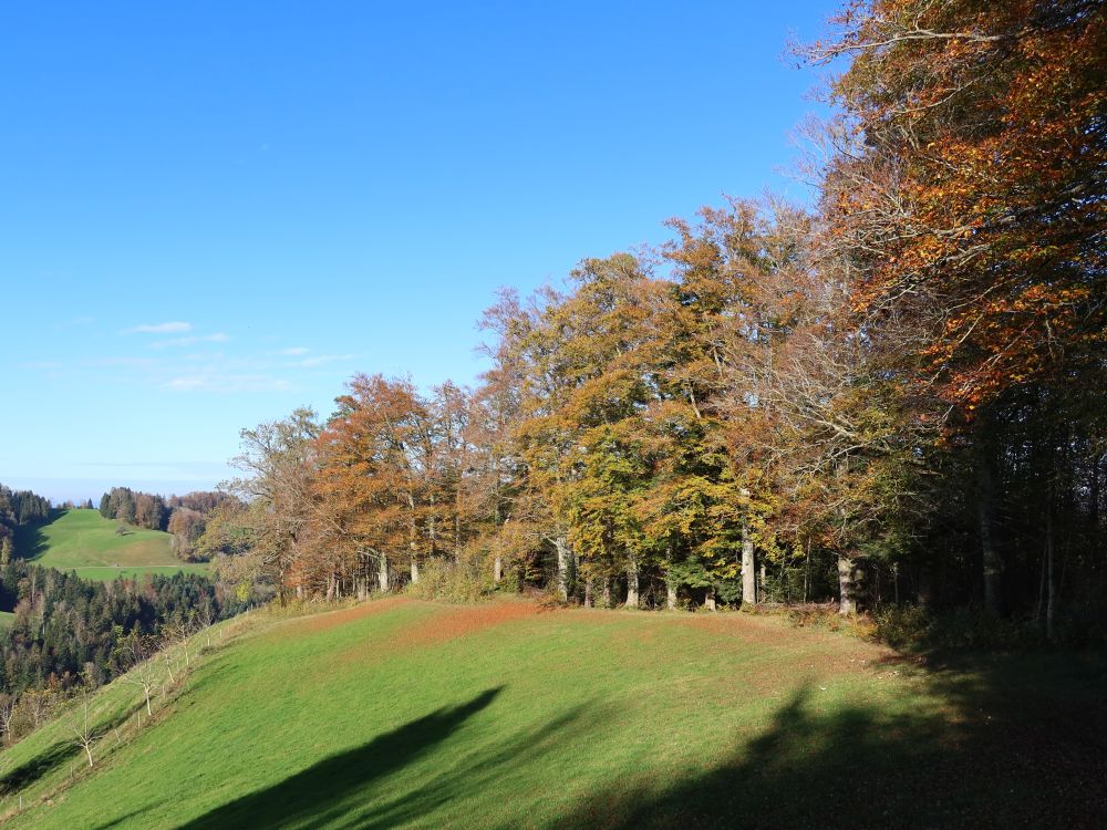 Herbstwald