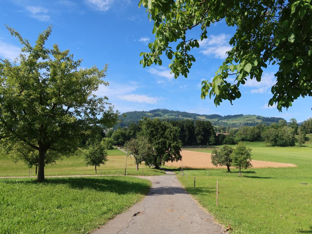 Blick Richtung Bachtel