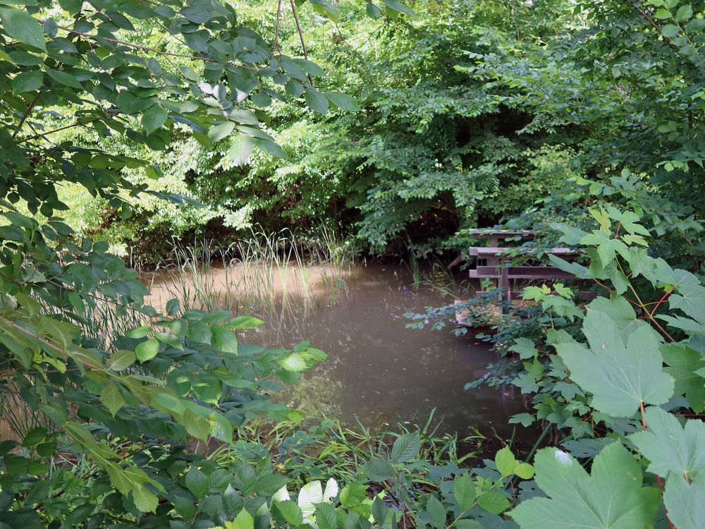 Teich im Fridhofbommgarte