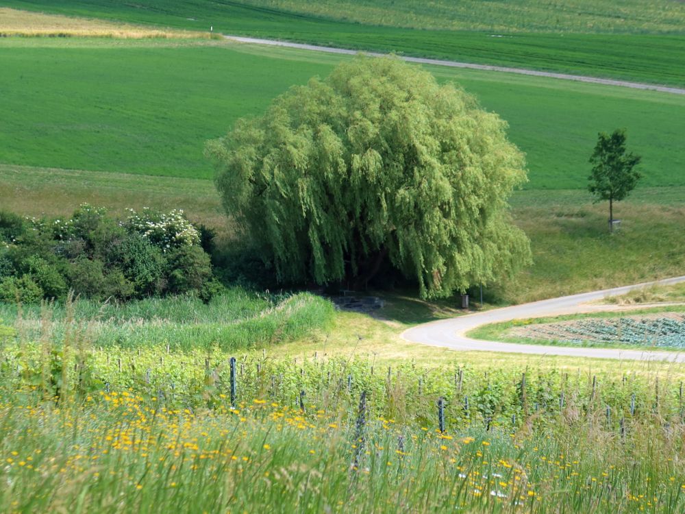 Grillplatz unter Trauerweide