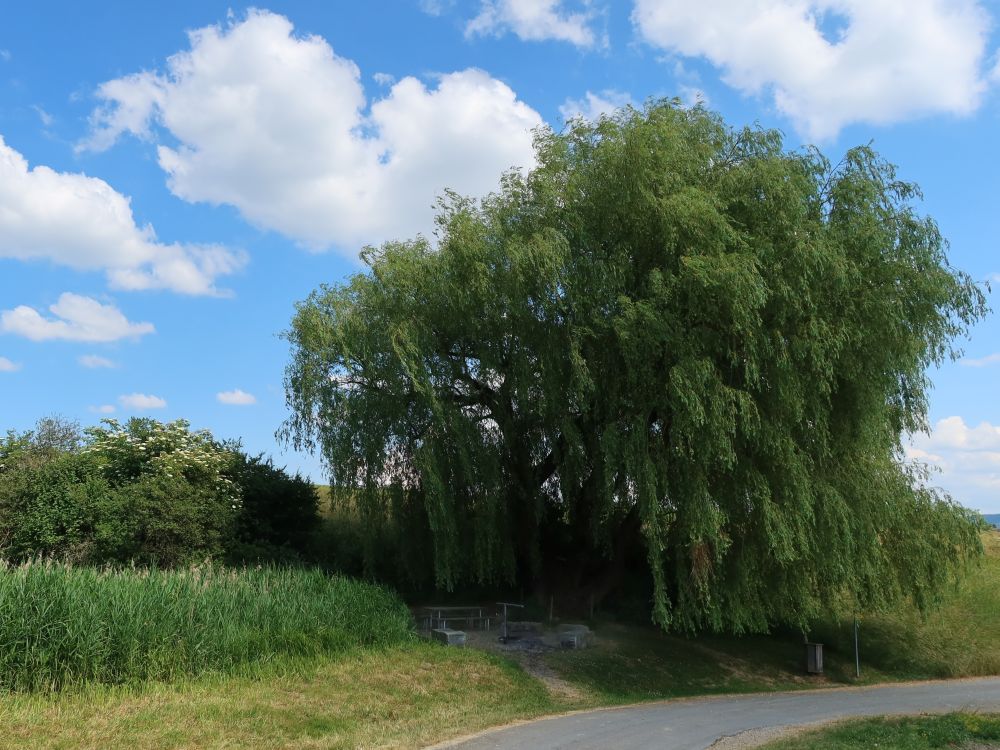 Grillplatz unter Trauerweide