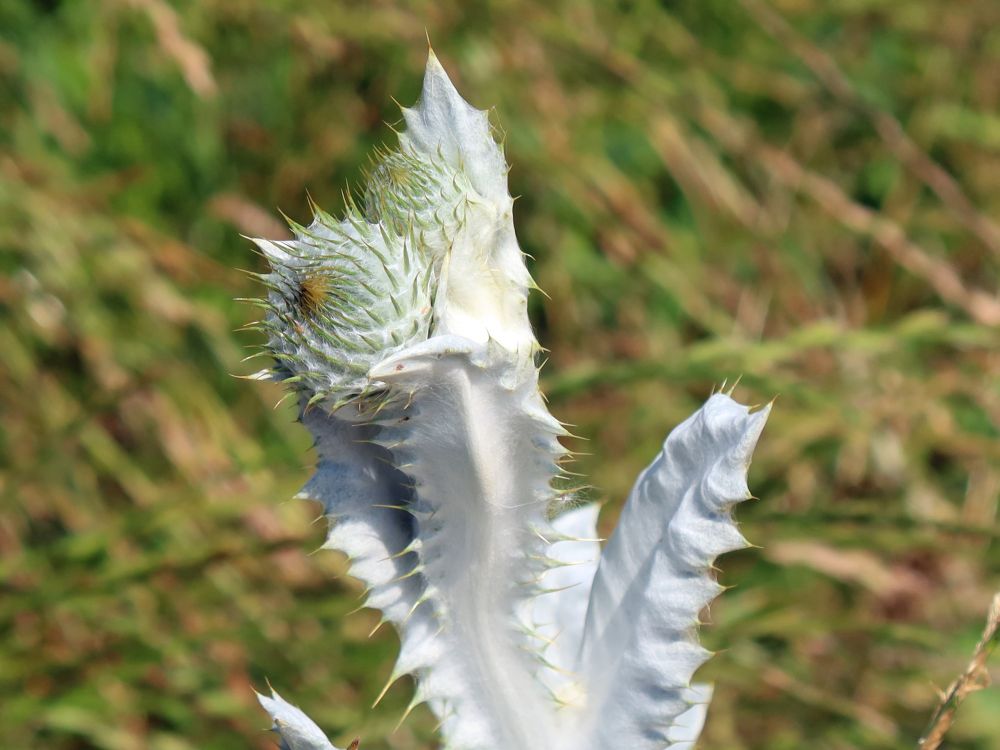 Distel