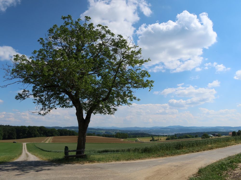 Blick auf die Voralpen