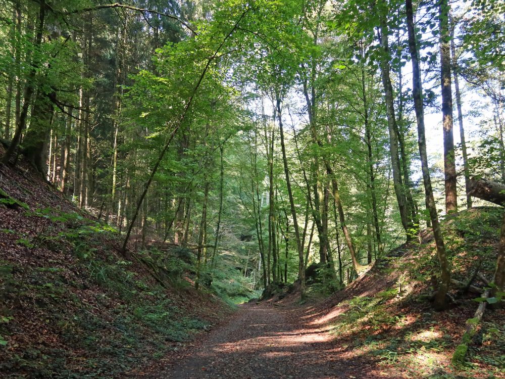 Waldweg