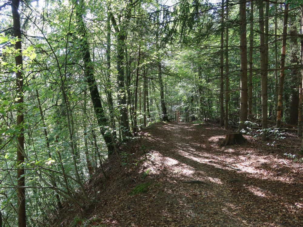 Waldweg