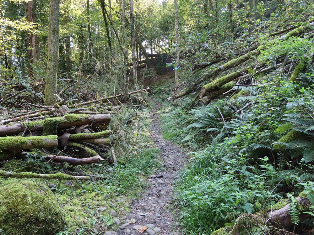 Naturwaldreservat Teufelskeller