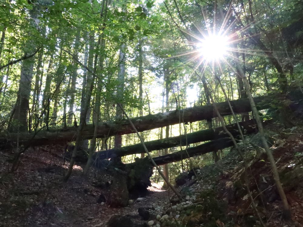 Naturwaldreservat Teufelskeller mit Gegenlicht