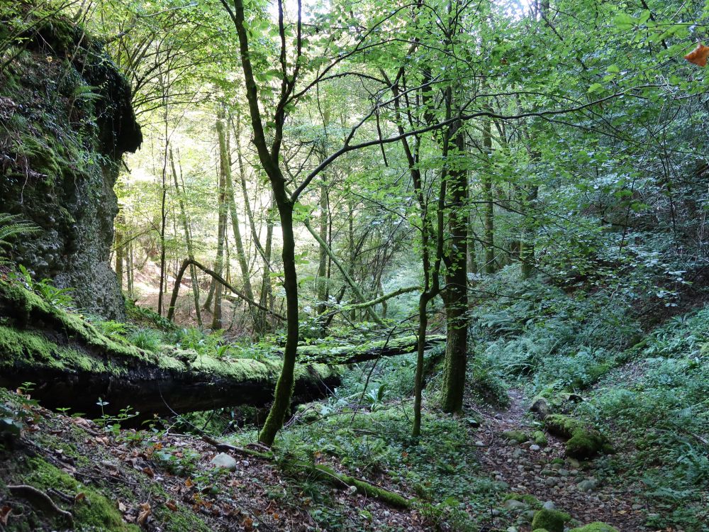 Naturwaldreservat Teufelskeller