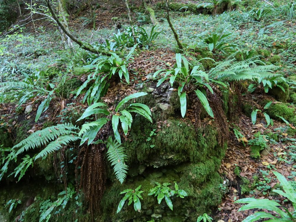 Naturwaldreservat Teufelskeller