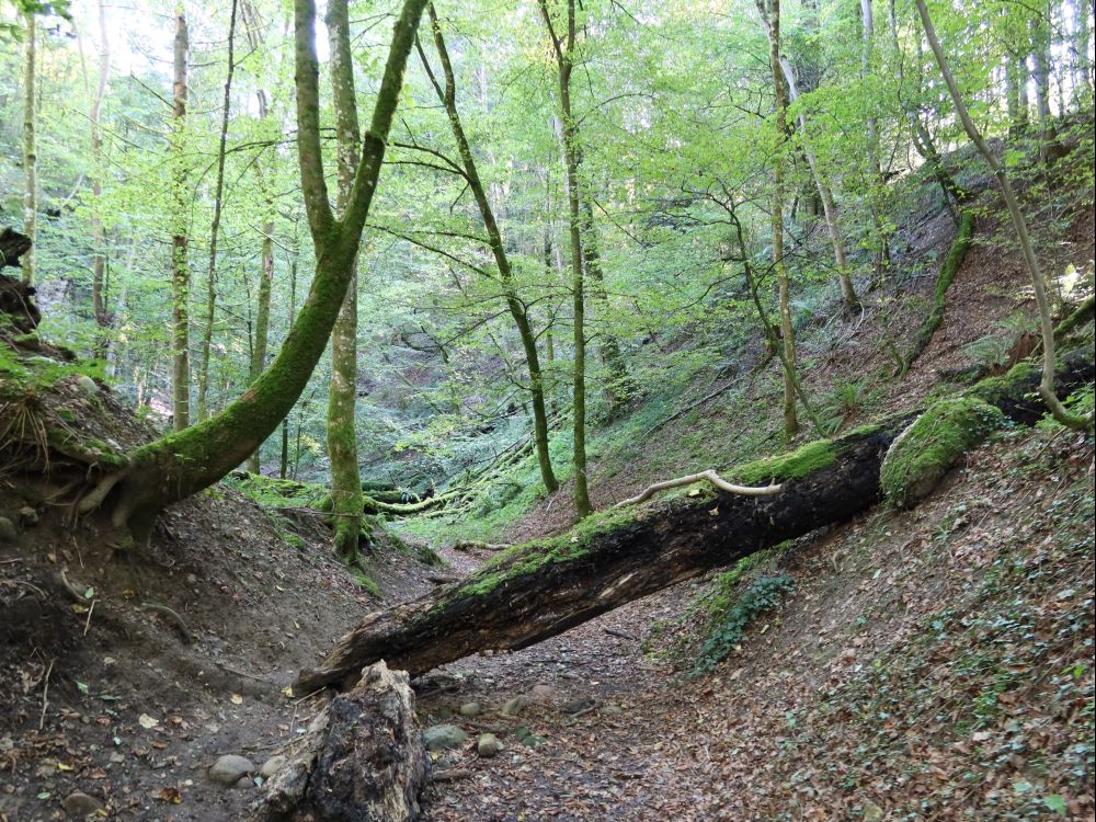 Naturwaldreservat Teufelskeller