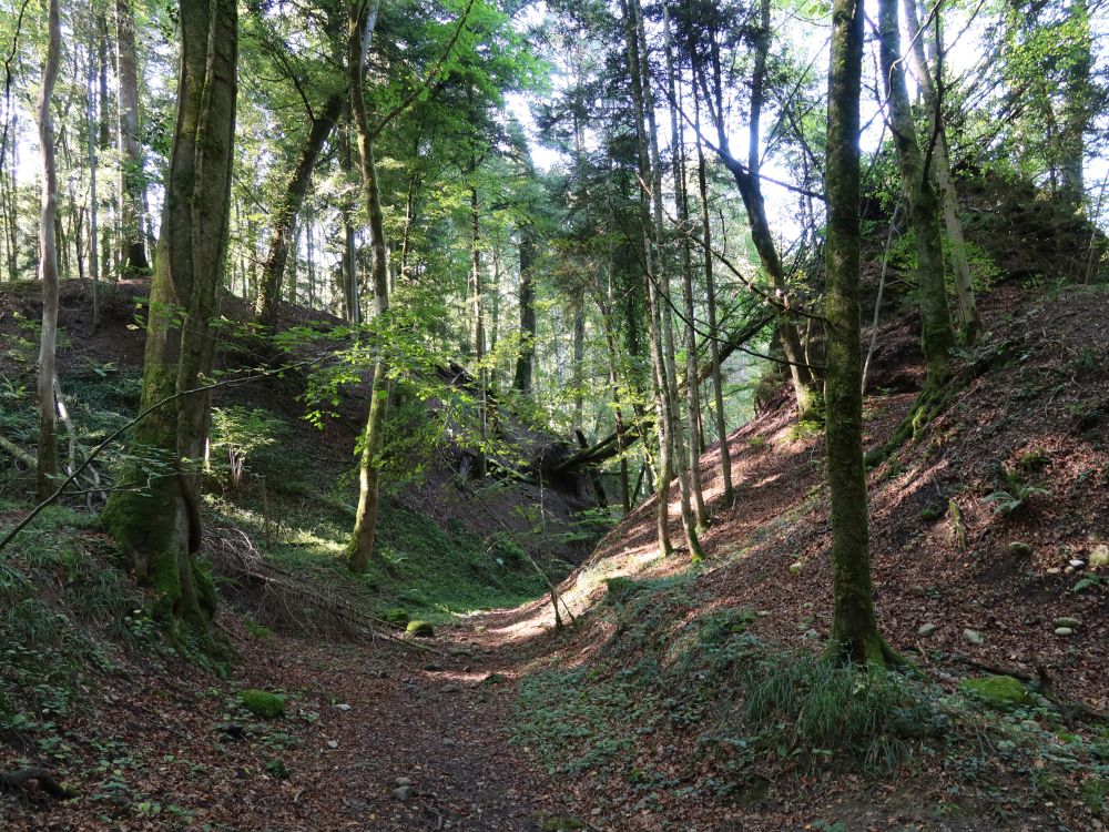 Naturwaldreservat Teufelskeller