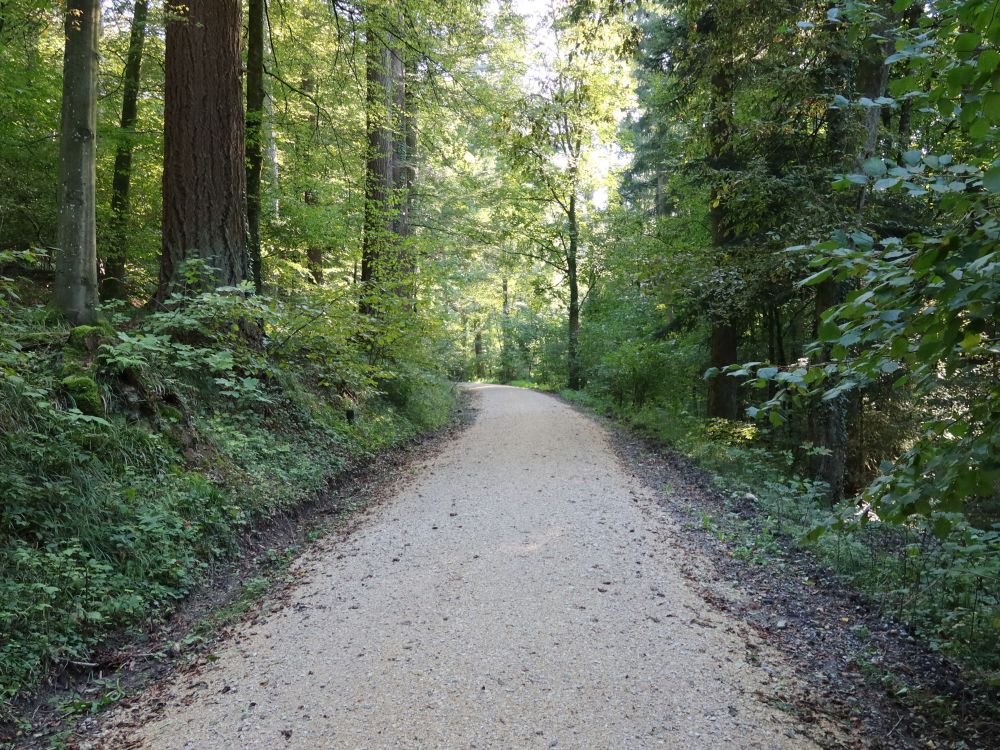 Waldweg