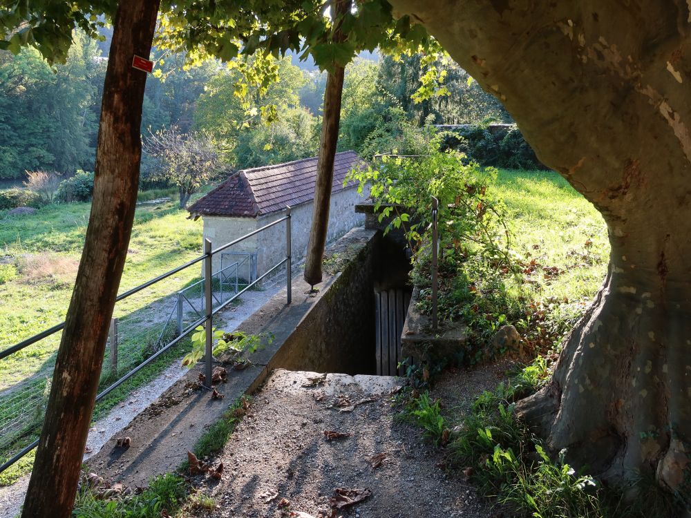 Baumstützen über der Klostermauer