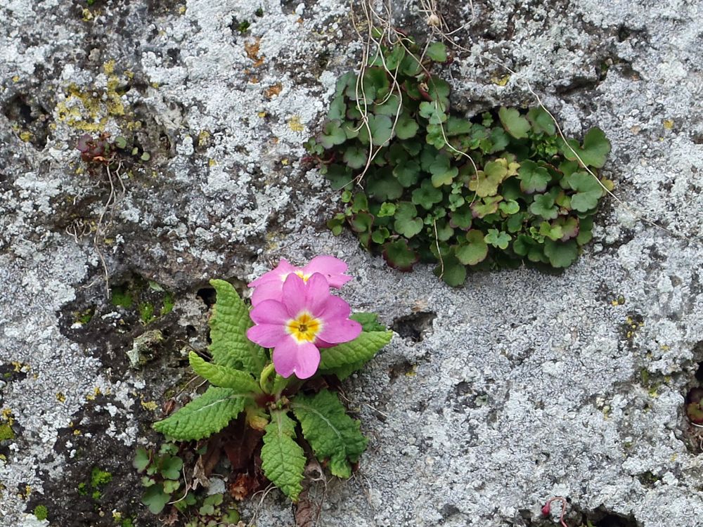 Primel an der Mauer