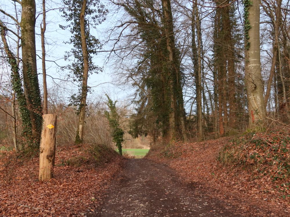 Waldweg