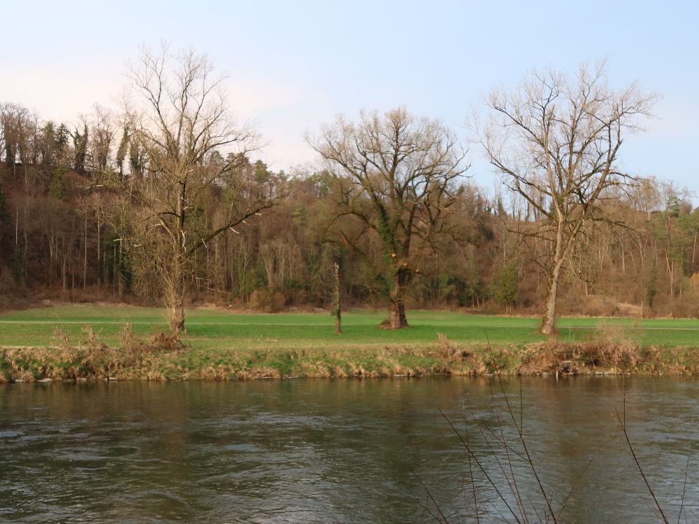 drei Bäume am anderen Ufer