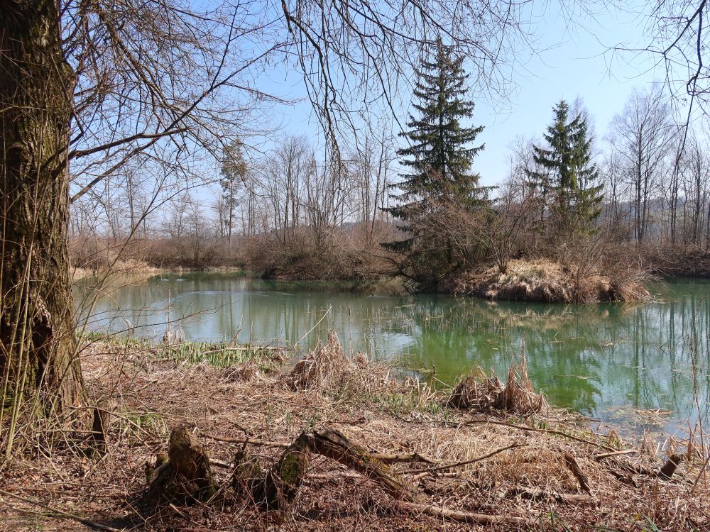 Teich bei Studenau