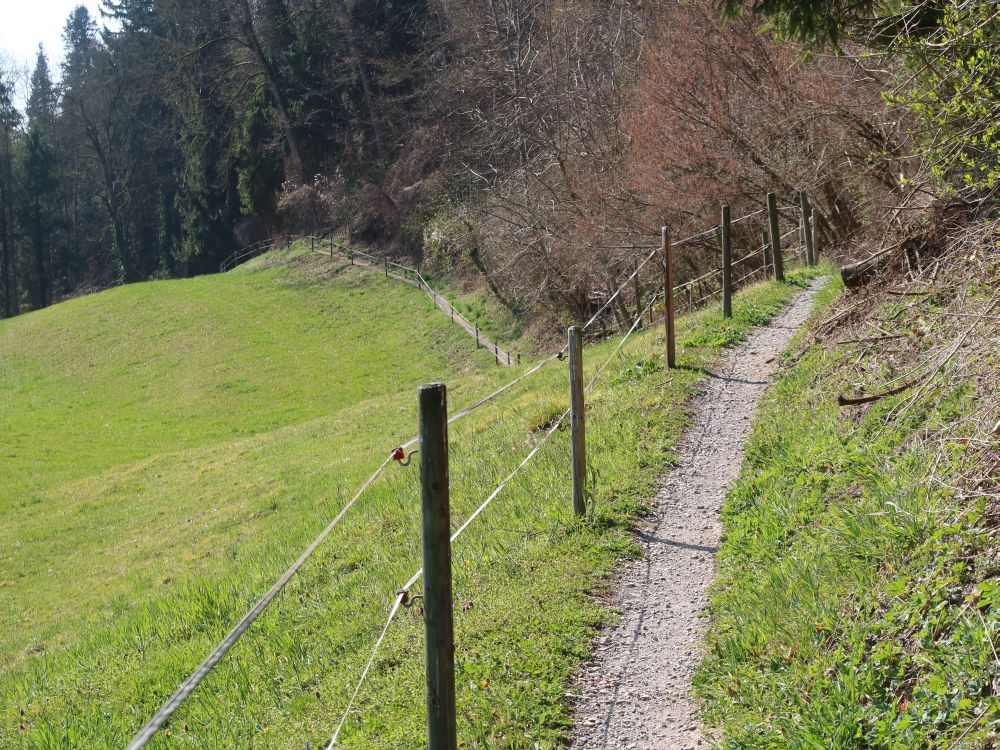 Wanderweg am Waldrand